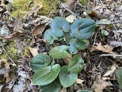 Hexastylis shuttleworthii