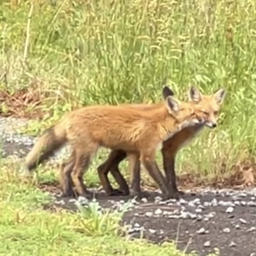 Red Fox photographed in Virginia