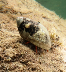 Paguristes frontalis