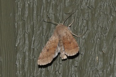 Orthosia pacifica