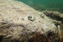 Paguristes frontalis