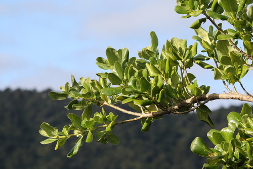 Coprosma repens observed 2026-05-15