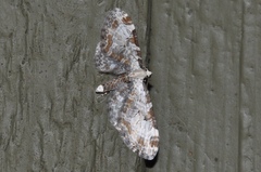 Eupithecia nevadata