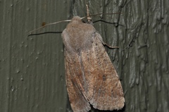 Orthosia pacifica