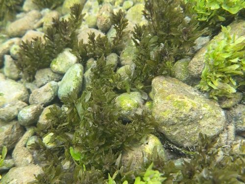 Shinnersia rivularis, photograph 1