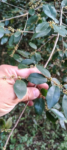 Chrysophyllum marginatum (Chrysophyllum marginatum)