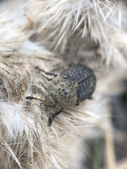 Thanatophilus lapponicus