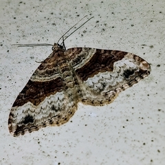 Xanthorhoe defensaria