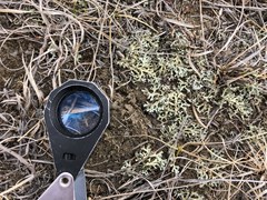 Xanthoparmelia camtschadalis