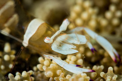 Ancylomenes magnificus