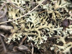 Xanthoparmelia camtschadalis