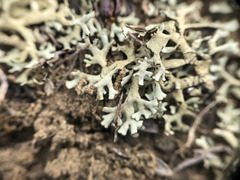 Xanthoparmelia camtschadalis