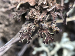 Xanthoparmelia camtschadalis