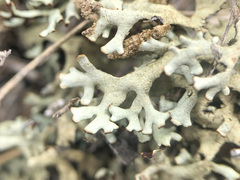 Xanthoparmelia camtschadalis