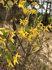 Forsythia koreana