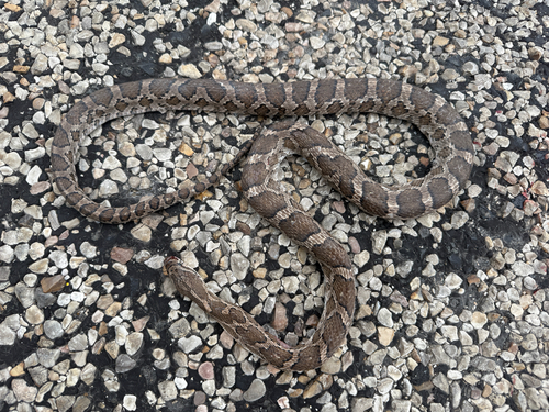 Great Plains Ratsnake
