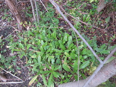 Daucus carota sativus