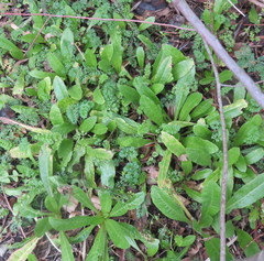 Daucus carota sativus