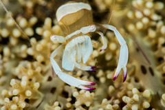 Ancylomenes magnificus