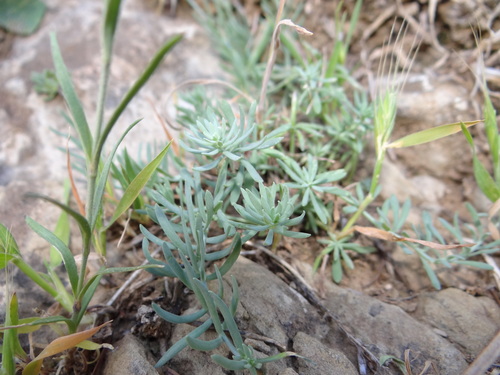 Melancholy Toadflax