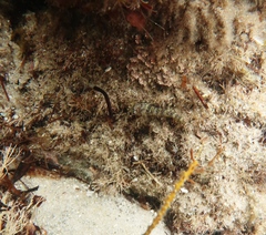 Helcogramma decurrens