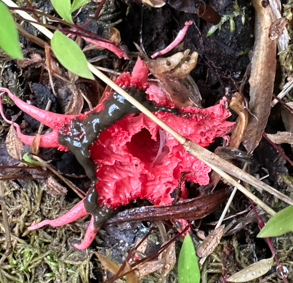 anemone stinkhorn fungus · May 2026 · photo: Photo: no rights reserved · iNaturalist