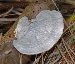 Trametes flavida