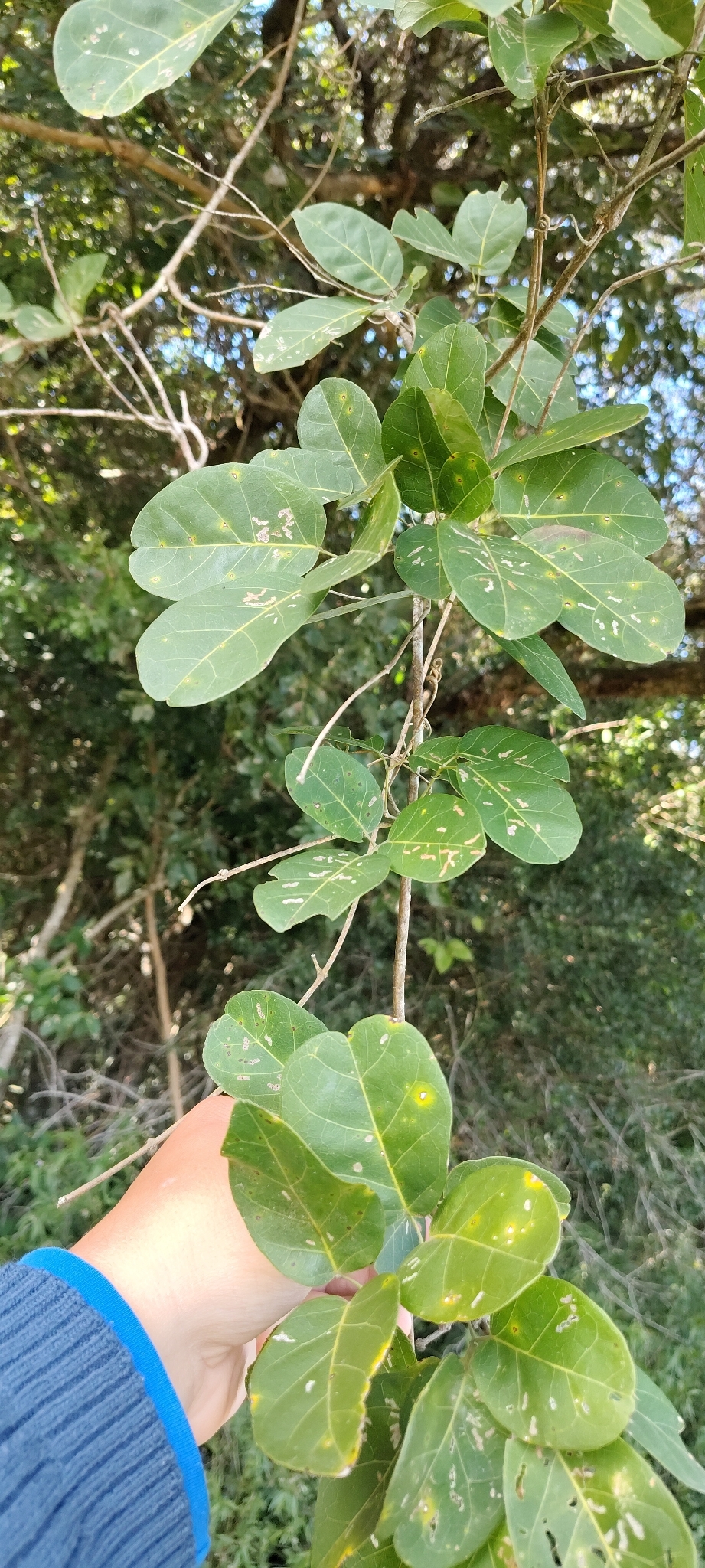 Tanaecium dichotomum