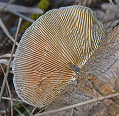 Trametes flavida