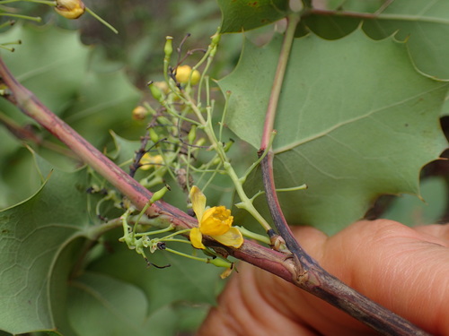 Image of Berberis dictyota by (c) George Williams, some rights reserved (CC BY)