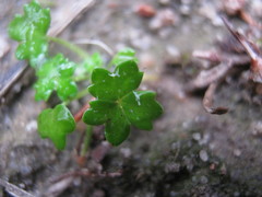 Hydrocotyle foveolata