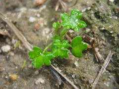 Hydrocotyle foveolata