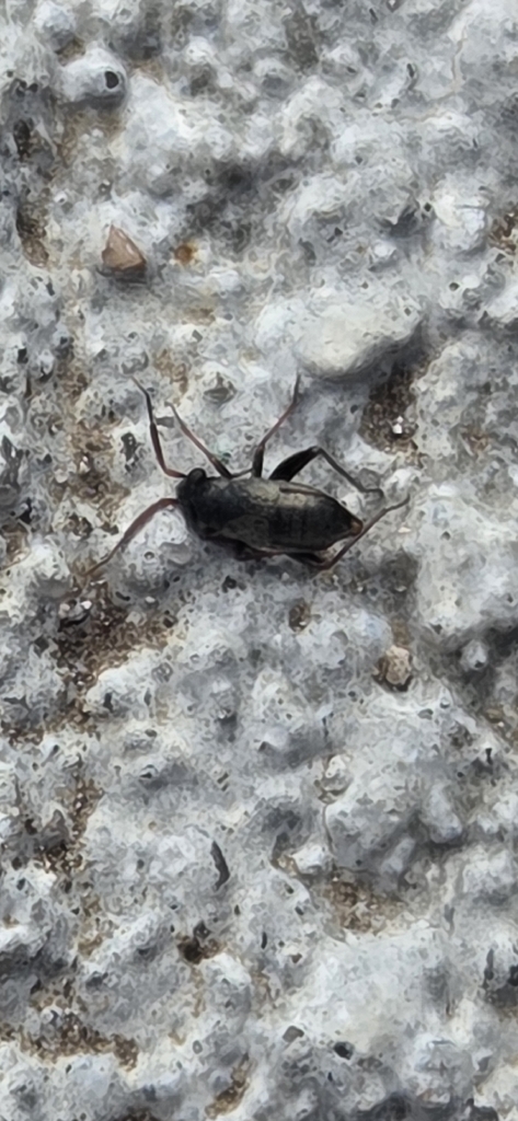 Chlamydatus ruficornis