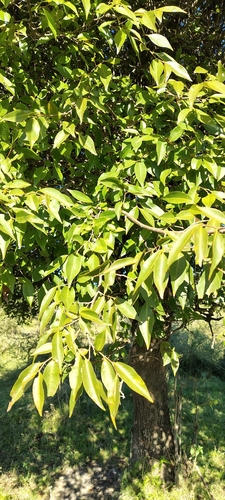 Ruprechtia laxiflora, photograph 5