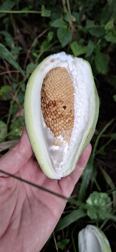 Moth Vine