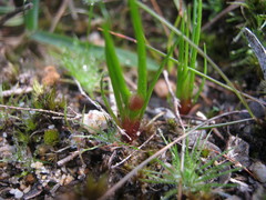 Centrolepis aristata