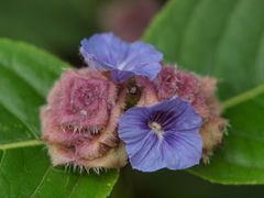 Neuracanthus sphaerostachyus