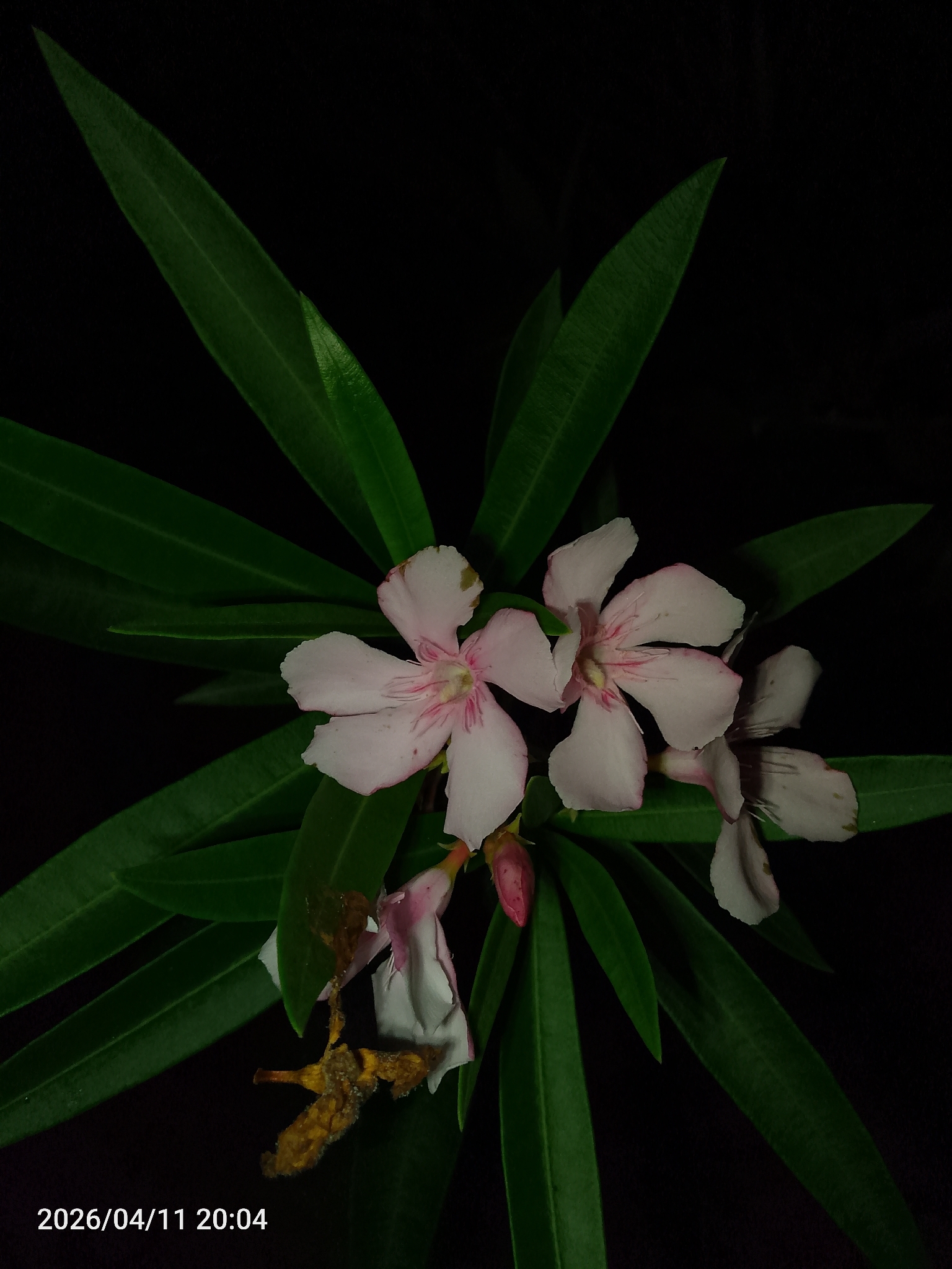 Nerium oleander