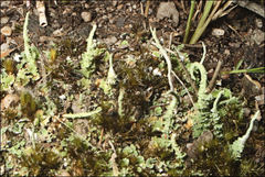 Cladonia corniculata