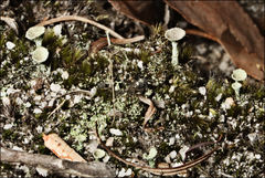Cladonia humilis