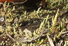 Cladonia rigida
