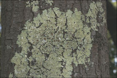 Flavoparmelia rutidota