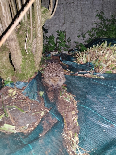 Common Hedgehog