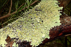 Flavoparmelia rutidota