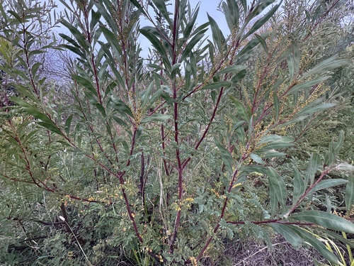 Acacia rubida, photograph 2