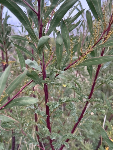 Acacia rubida, photograph 3