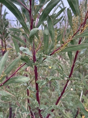 Acacia rubida, photograph (c) SJM McFish, some rights reserved (CC BY-SA)