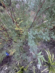 Acacia rubida, photograph (c) SJM McFish, some rights reserved (CC BY-SA)