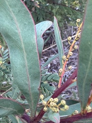 Acacia rubida, photograph (c) SJM McFish, some rights reserved (CC BY-SA)