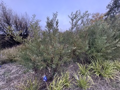 Acacia rubida, photograph (c) SJM McFish, some rights reserved (CC BY-SA)